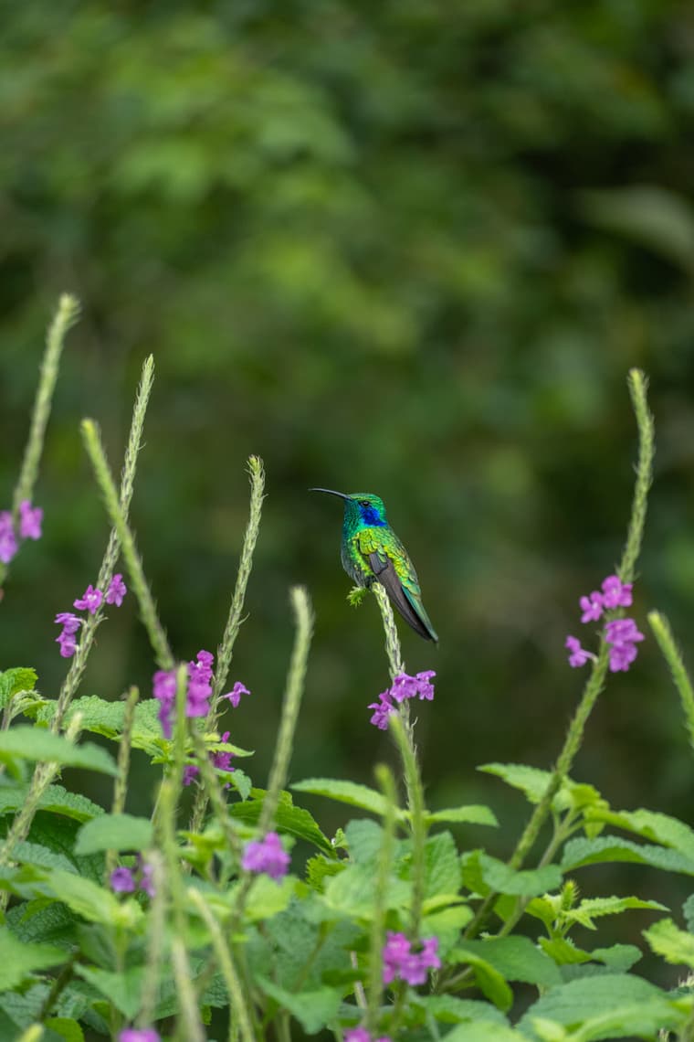 Iridescent hummingbird perched on a flower stem